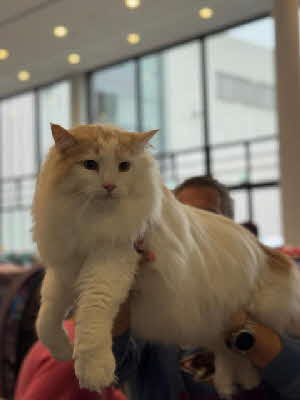 GIP. Jace Herondale von Aminius