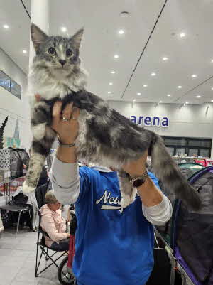 KCH. Brennan Sorrengail von Aminius