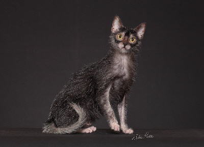 Lykoi